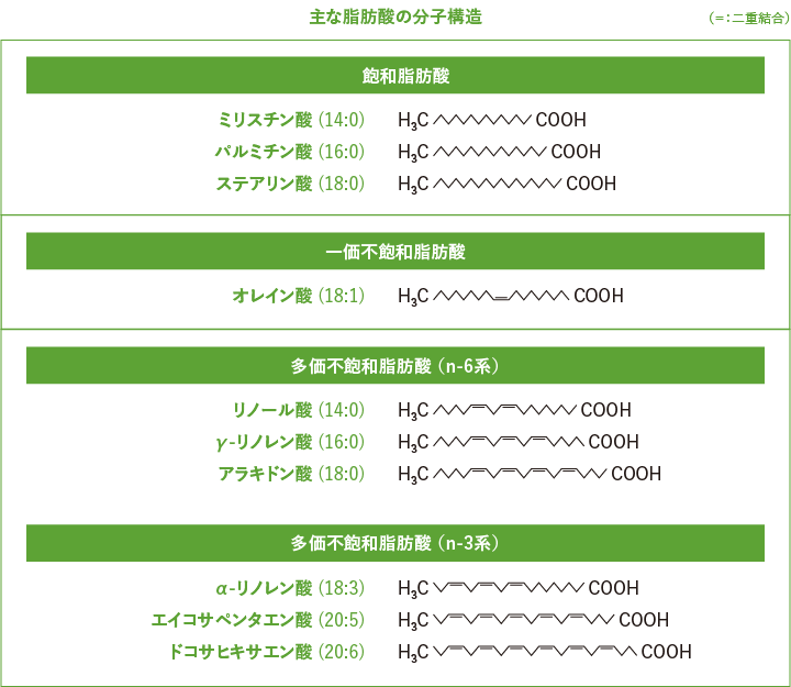 主な脂肪酸の分子構造